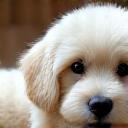 A calm Maltese Poodle enjoying a cuddle.