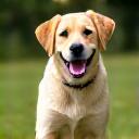A cheerful Labrador named Milo retrieving a ball.